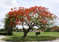 PŁOMIEŃ AFRYKI Delonix regia - sadzonki w doniczkach