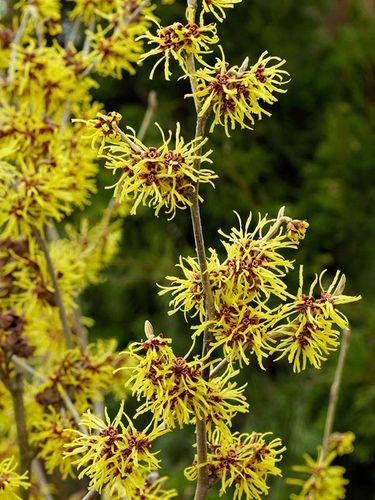 Oczar pośredni Westerstede C2 na Arena.pl