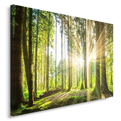 Obraz na płótnie - Canvas, Słoneczny las 50x70 na Arena.pl