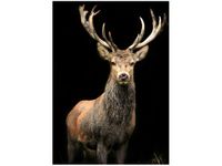 70X50CM OBRAZ JELEŃ DZICZY ŚCIAN