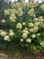 Hortensja bukietowa Limelight efektowne kwiaty