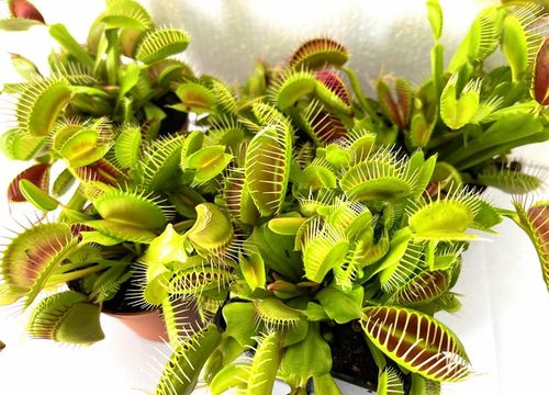 DOROSŁA MUCHOŁÓWKA odm, GIANT TRAP w DONICZCE na Arena.pl