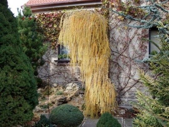 Modrzew europejski Pendula PA 140-160cm C3 zdjęcie 4