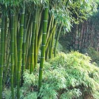 BAMBUS MROZOODPORNY Phyllostachys pubescens - NASIONA 500 sztuk - 10g.