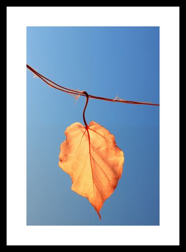 Plakat 20x30cm Ostatni Liść na Arena.pl