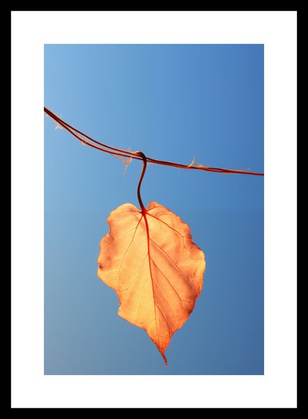 Plakat 20x30cm Ostatni Liść zdjęcie 3