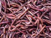 Dżdżownice trawnikowe 1kg