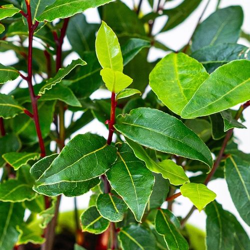 Laurus Nobilis WŁASNY LIŚĆ LAUROWY - Wawrzyn Szlachetny - Drzewko Do na Arena.pl