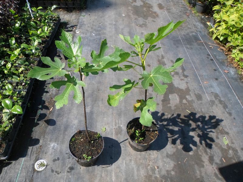 Figa figowiec sadzonki owocują 40-60cm C2 zdjęcie 8