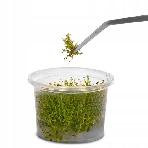 PĘSETA ZAGIĘTA DŁUGA 48CM DO PIELĘGNACJI ROŚLIN na Arena.pl