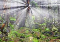 Fototapeta 3D las we mgle drzewa widok 260x200 FLI