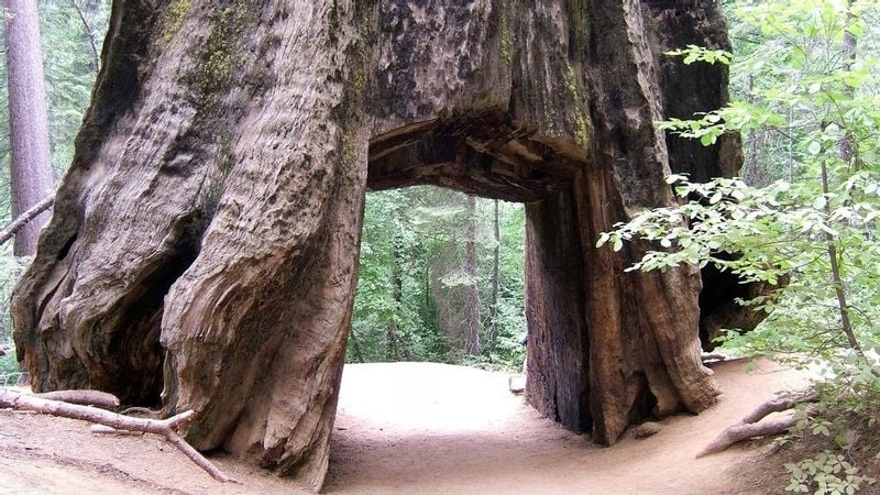 Mamutowiec olbrzymi P9 zdjęcie 2