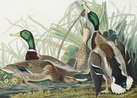 Plakat 18x13cm Mallard, J.J. Audubon Vintage do Salonu