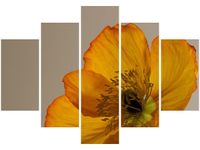 product-compare-58695597