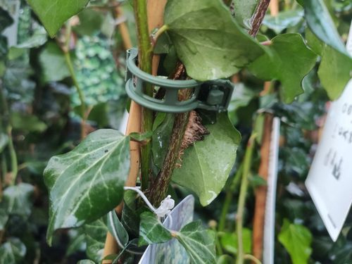 Klipsy do POMIDORÓW Zapinki FASOLI Spinki Pędów Łodyg Uchwyt MOCNE 1000 szt na Arena.pl