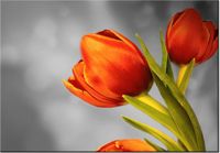 100 70CM OBRAZ PŁÓTNO CZEROWNE TULIPANY PŁÓTNO RAMA