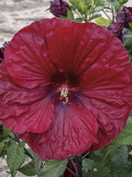 HIBISKUS Ketmia bagienny czerwony bordowy liść