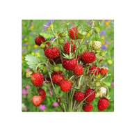 BARDZO DUŻA POZIOMKA odmiana REGINA, 10 szt. sadzonek ukorzenionych