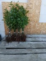 GRAB POSPOLITY sadzonki na żywopłot 50-90 cm 100 sztuk