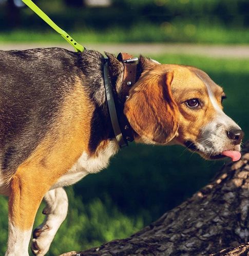 SMYCZ TRENINGOWA dla Psa MOCNA BIOTHANE PVC 3m na Arena.pl