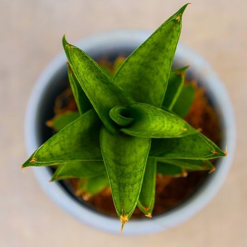 Sansevieria ''Starshooter'' Ø8cm kolekcjonerska niezniszczalna na Arena.pl