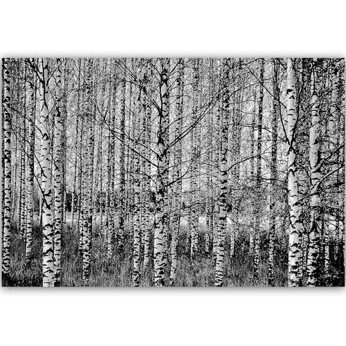 Deco Panel, Czarno-białe brzozy 90x60 na Arena.pl