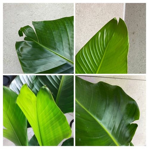 Strelitzia Nicolai Strelicja Biała Rajski Ptak XL na Arena.pl