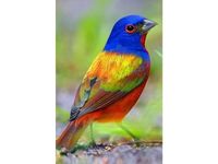 KOLOROWA MOC DIAMENTÓW  PTAK W SZTUCE