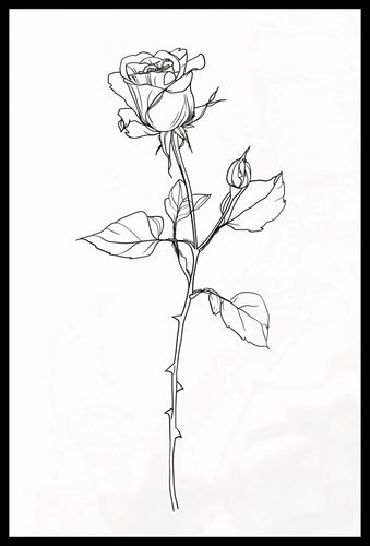 Plakat 40x60cm Kontur Róży na Arena.pl