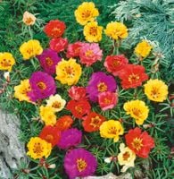 NASIONA Portulaka Wielkokwiatowa Mieszanka Mix 0,5g Kwiaty 412675