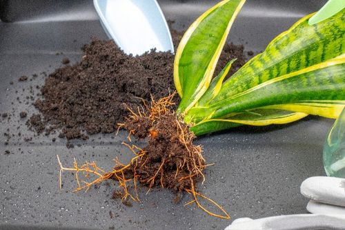 Mata Duża do Przesadzania Roślin Gardenowo XL 94x94cm na Arena.pl