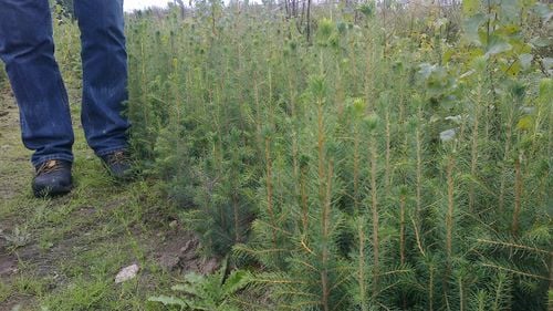 Świerk pospolity sadzonki 15-30 cm komplet 100 sztuk na Arena.pl