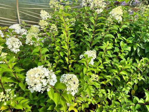 Hortensja bukietowa 'Grandiflora' (Hydrangea paniculata) Doniczka 2.0L na Arena.pl