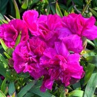 Gożdzik ogrodowy 'Melanie Violet' (Dianthus) Różowy Pełny Siny Fioletowy