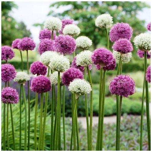 ALLIUM CZOSNEK OLBRZYMI OZDOBNY MIX cebulki 20 szt. + GRATIS na Arena.pl