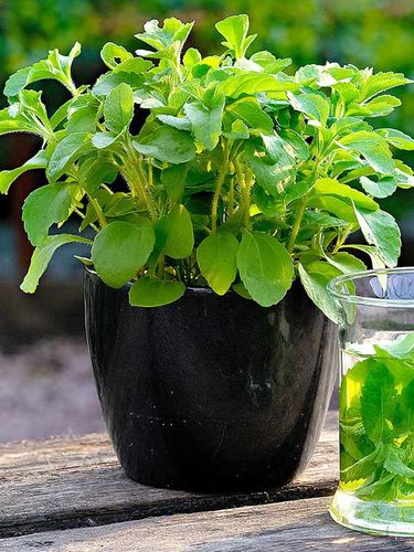 Nasiona Stewia 10mg na Arena.pl