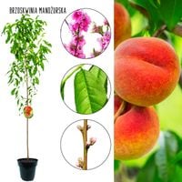 Brzoskwinia Mandżurska bardzo mrozoodporna 180-220 cm