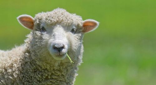 PODKOLANÓWKI DAMSKIE BABUNI GRUBE CIEPŁE Z WEŁNĄ WARKOCZ CERBER 39/42 na Arena.pl