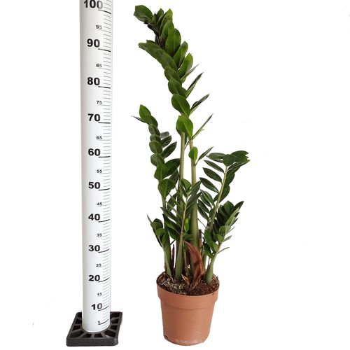 ZAMIOKULKAS (ZAMIOCULCAS) 100cm na Arena.pl