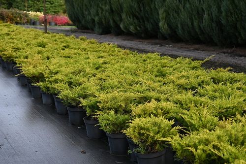 Jałowiec mieszańcowy Gold Coast - Juniperus ×pfitzeriana na Arena.pl