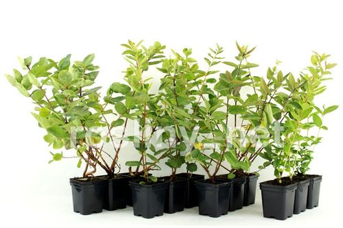 Szkółka Jagoda Kamczacka ZESTAW KANADYJSKICH odmian na Arena.pl