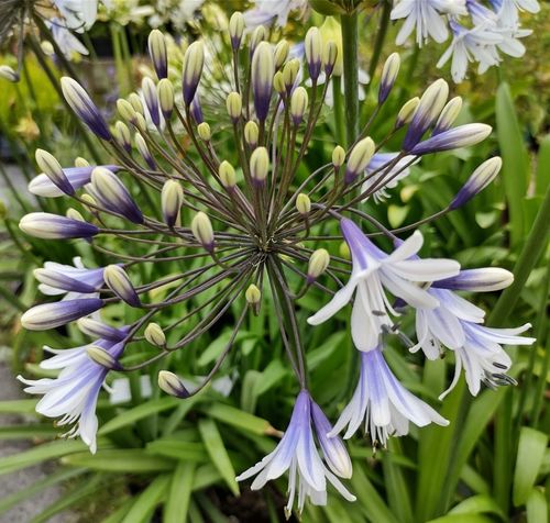 Lilia Agapant Fireworks P9 na Arena.pl