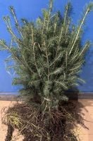 Świerk Pospolity na żywopłot sadzonki 25-50 cm Szkółkowany