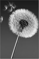 60CM 40CM OBRAZ ŚCIENNY DMUCHAWIEC GEMMA STILES DRUK PŁÓTNO RAMA