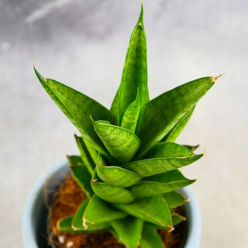 Sansevieria ''Starshooter'' Ø8cm kolekcjonerska niezniszczalna na Arena.pl