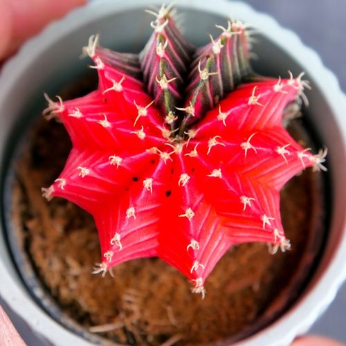 KOLOROWY KAKTUS Gymnocalycium mihanovichii Variegata NA KAŻDĄ OKAZJĘ na Arena.pl