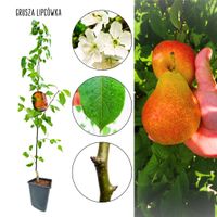 Grusza Lipcówka słodkie soczyste owoce 180-220 cm
