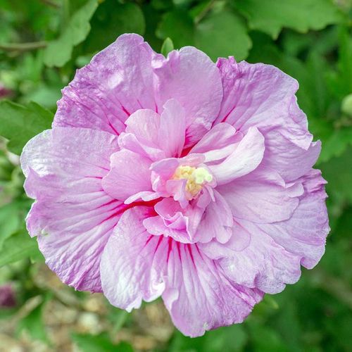 Ketmia syryjska Lavender Chiffon ® P9 E na Arena.pl