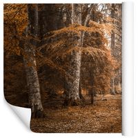 Fototapeta Las JESIEŃ Drzewa Natura do Salonu 135x90