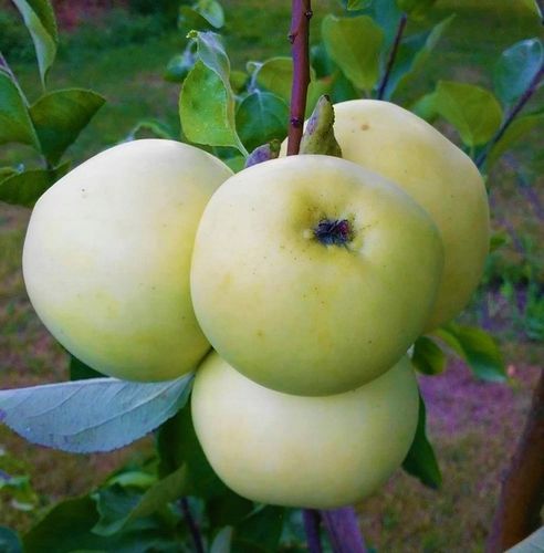 Jabłoń papierówka OLIWKA ŻÓŁTA bardzo wczesna PAPIERÓWKA Z DZIECIŃSTWA na Arena.pl